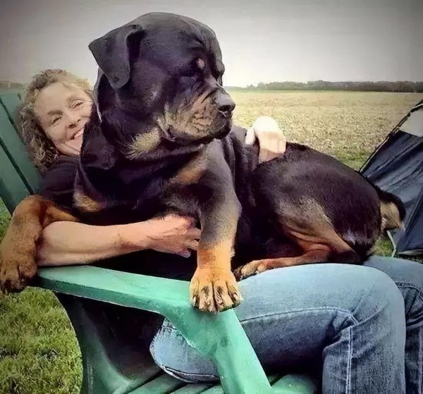 保护主人意识最强的狗而且好看