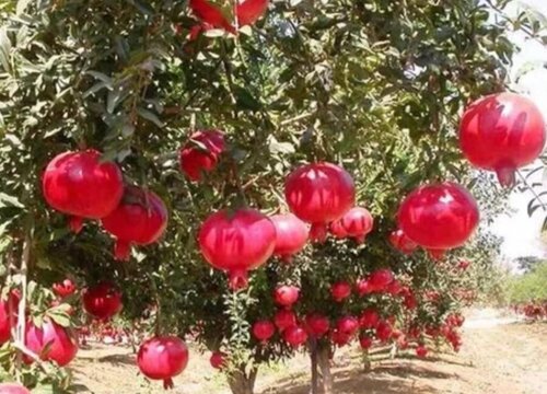 石榴树喜阴还是喜阳光的植物