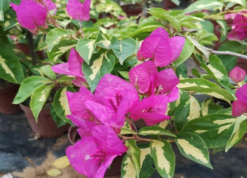 三角梅开完花不生长了要怎么办