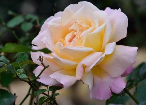 月季小男孩是藤本还是灌木