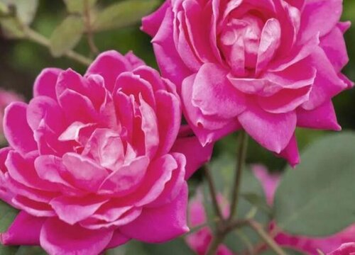 月季小男孩是藤本还是灌木