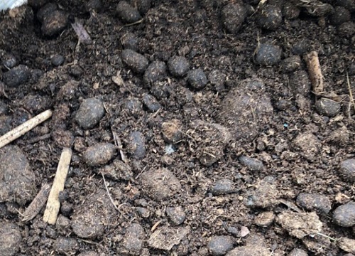 羊粪和鸡粪养花有什么区别