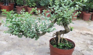 冬青盆栽的养殖方法和注意 冬青的养殖方法和注意事项有哪些