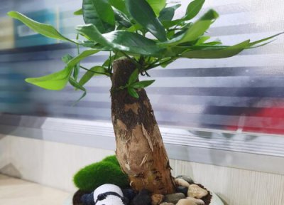 发财树换盆时间 发财树什么时候换盆合适