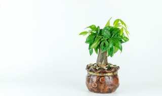 客厅适合养些什么树 客厅适合养的植物