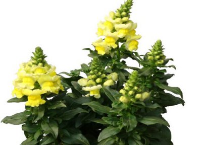 金鱼草花期时间 金鱼草花期是什么时候