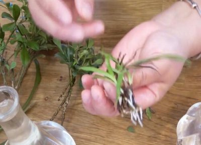 米兰几月扦插 米兰扦插时间和方法