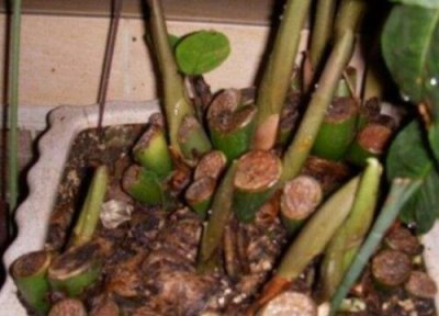 金钱树烂根怎么补救 根部腐烂有效解决方法