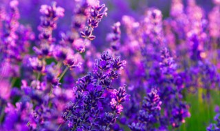 伊犁薰衣草什么时候开花 伊犁薰衣草开花时间