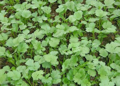 香菜水培需要阳光吗 水培香菜怎么养才能更旺盛