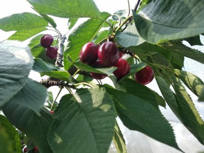 俄罗斯八号樱桃详细介绍 俄罗斯八号樱桃的优缺点