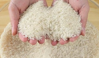 大米能冷冻保存吗 大米适合冰箱冷冻保存吗