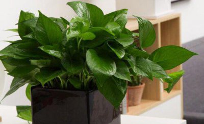 电脑旁边养什么花好 经常对着电脑养什么植物对眼睛好