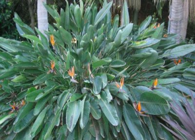 鹤望兰开花吗 养多长时间能开花