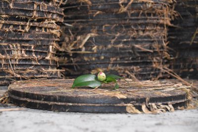 物理压榨油和压榨油哪个好 压榨油和浸出油有什么区别