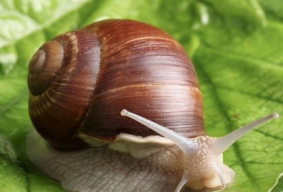 蜗牛怕什么东西 蜗牛用什么方法可以让它闻风而逃