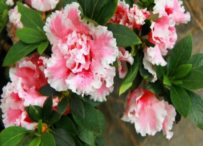 西洋鹃花期时间 西洋鹃花期是什么时候