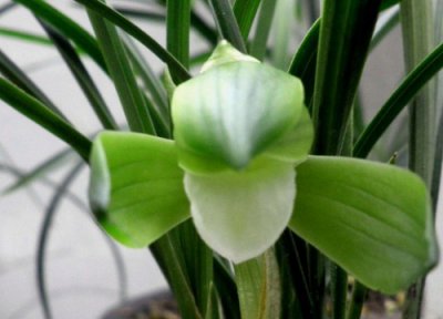 用青苔种兰花怎么施肥 有青苔的盆栽兰花怎么施肥