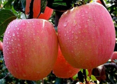 秋天成熟的十种水果图片 秋季有什么果实成熟大全