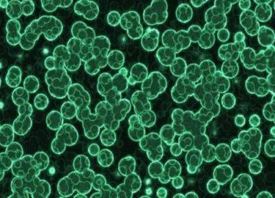 蓝细菌是植物吗 属于原核细菌