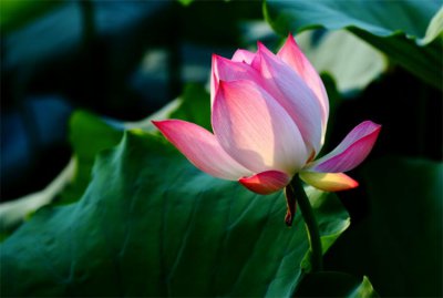 荷花莲花有什么区别是什么 荷花与莲花是一种花吗