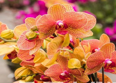 蝴蝶兰需要低温催花苞吗? 立秋后蝴蝶兰怎么养花苞狂冒