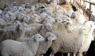 新手养羊基本知识 新手养殖羊的注意事项