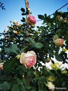 龙沙宝石月季优缺点 龙沙宝石是藤本还是灌木月季图片