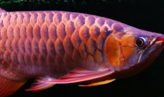 养金龙鱼用什么颜色灯 龙鱼用什么颜色的灯养殖比较好