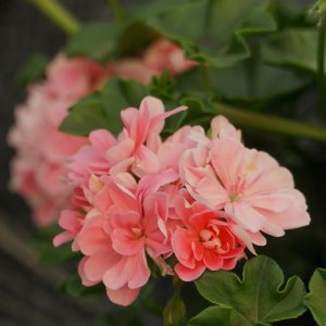 天竺葵哪个品种最勤花 天竺葵什么品种好养又勤花