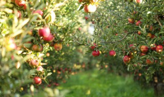 秋季盆栽果树管理方法 如何管理盆栽果树