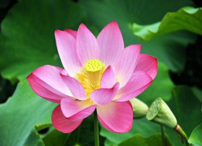 长叶子不开花原因 荷花只长叶子不开花怎么办