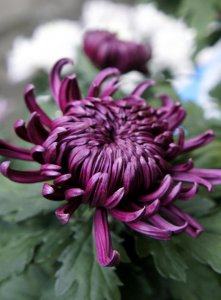 十大名贵菊花品种大全及图片 有名的菊花种类名字