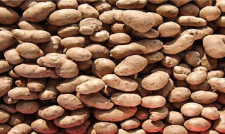 山药豆怎么储存 如何储存山药豆