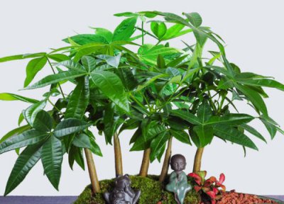 带有吉祥寓意的盆景植物 寓意吉祥的室内盆栽有哪些