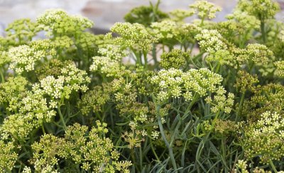 裸子植物有哪些 盘点中国最常见的10种裸子植物