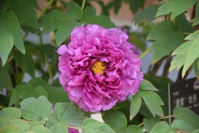 十二星座谁打架最厉害 十二星座打架时武力值排行榜