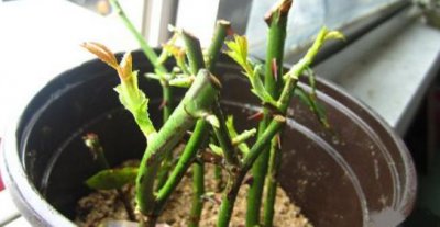 月季花扦插和嫁接有什么区别 月季扦插与嫁接的优点