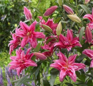 百合花怎么施肥浇水正确 怎么施肥才能长得好促使开花