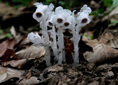 水晶兰为什么叫死亡之花 幽灵之花水晶兰是什么植物