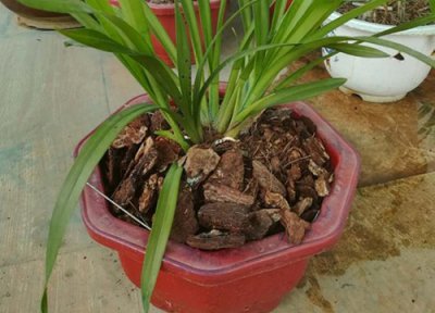 虎头兰价格 虎头兰多少钱一盆