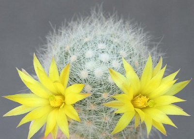 仙人球开花有毒吗 放在室内养好吗