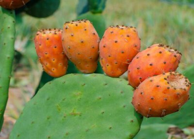 仙人掌催花用什么肥 如何给仙人掌施肥新崽呼呼蹿