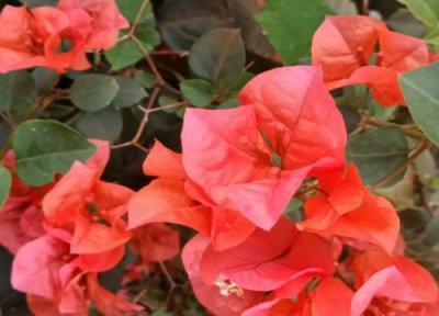 如何修剪三角梅才能开花多? 三角梅如何修剪枝条可以快速开花