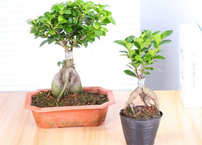 人参榕耐寒 人参榕怎么过冬天