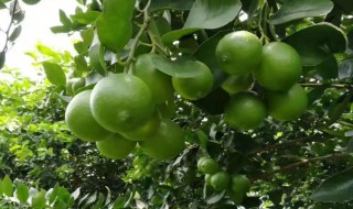 南方什么地方适合种植柠檬 南方哪些地方适合种植柠檬