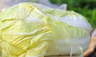 白菜帮上有黑点能吃吗 白菜帮上有黑点能不能吃