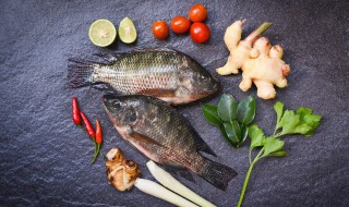 南方冬天室内养什么鱼好 南方冬天室内养哪些鱼好