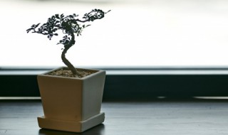 过年送澳洲杉合适吗 过年送澳洲杉合适不