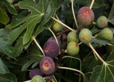 无花果是热带水果吗 无花果属于热带水果吗